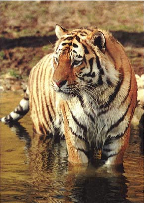 tigre